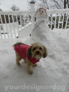 dogs, designer dogs, yorkipoo, snow, snowman, snowlady