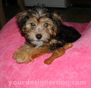 dogs, designer dogs, yorkipoo, pets, puppy