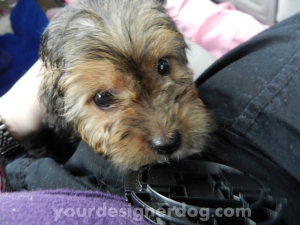 dogs, designer dogs, yorkipoo, puppy, baby picture