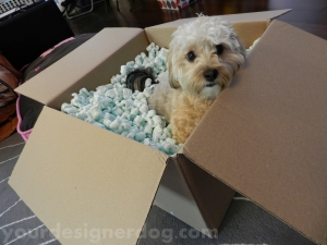 dogs, designer dogs, yorkipoo, pets, blog. moving, box
